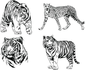 vector drawings sketches different predator , tigers lions cheetahs and leopards are drawn in ink by hand , objects with no background	
