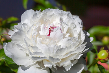 White peony. Variety Festiva Maxima. This is one of the most common white terry varieties, which...