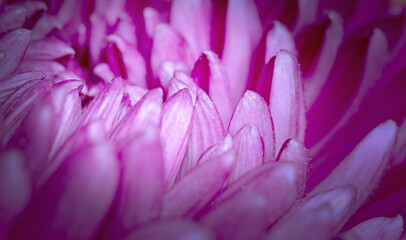 Extreme closeup of a chrysanthemum flower