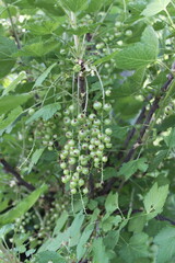 grüne Johannisbeeren hängen am Busch
