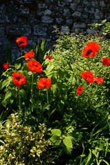 Poppy Beauty of Livermere (papaver orientale) Shambellie Walled Garden, New Abbey Dumfries