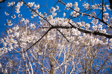桜2021