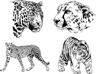 vector drawings sketches different predator , tigers lions cheetahs and leopards are drawn in ink by hand , objects with no background	
