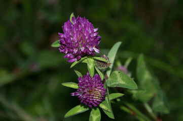 Red Clover wild flower