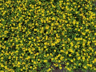 Sanvitalia procumbens. Mexican Creeping zinnia with many yellow flowers.
