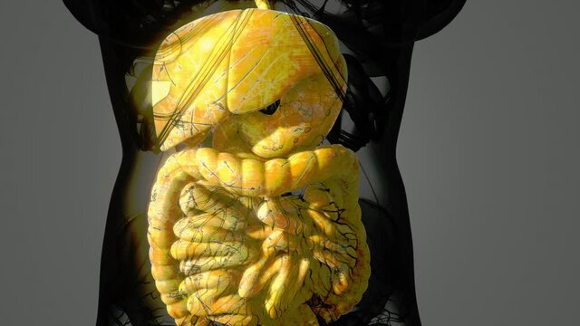 detailed human digestive system anatomy