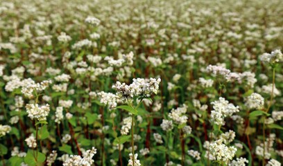 Fototapeta premium Buckwheat field in bloom at the end of spring. Close up of the flower. 