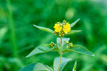 Closeup photo of natural yellow Lysimachia vulgaris flower blooming in the city flowerbed