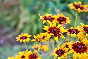 花のクローズアップ