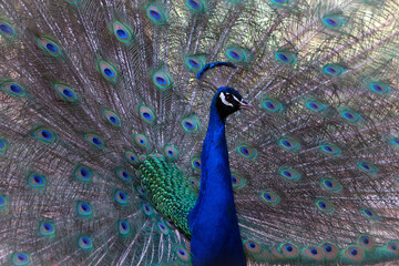 Fototapeta premium Portrait of beautiful peacock with feathers out ( large and brightly bird ).