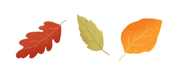 Obraz premium Dry autumn leaves of oak, ash and birch trees of different colors. Top view of fall tree leaf. Gold, red, brown and green autumnal foliage set. Flat vector illustration isolated on white background