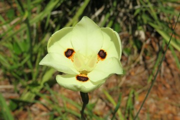 Yellow iris peacock flower in Florida nature, closeup