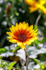 Close-up view on helianthus