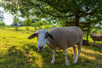 Sheep on a farm field under a tree