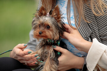 Yorkshire terrier close up stroking a girl's hand.