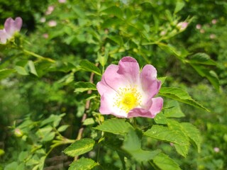 Obraz premium pink and white flower