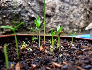 new life chili seeds 