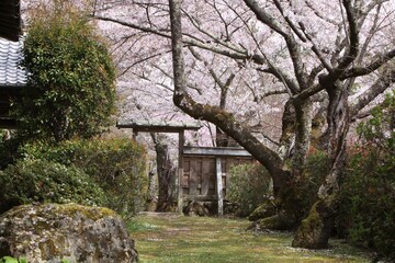 春の勝持寺、京都