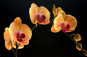 Orange and red Orchid isolated on a black background.