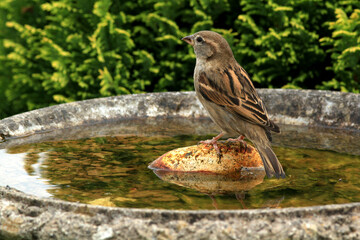 Common house sparow (Parus major)at the bird bath in a cottage garden..