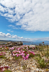Fototapeta premium Baikal Lake in the spring. The first flowers of pink saxifrage bloom on the rocky shores of Olkhon Island on a sunny day. Beautiful spring landscape. Natural background. Focus on distant flowers