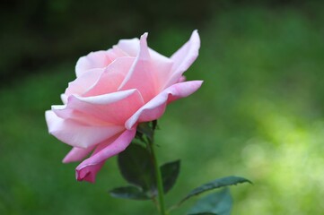 pink rose in garden