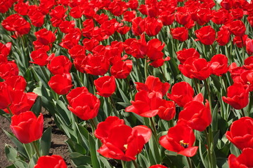 Fototapeta premium Plenty of bright red flowers of tulips in April