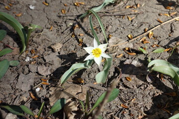 1 white and yellow flower of wild tulip in March