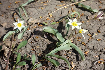 3 white and yellow flowers of wild tulips in March