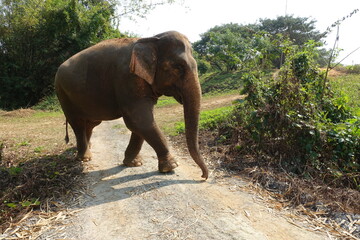 Naklejka na ściany i meble Thai elephant in the reserve. An elephant walks among nature