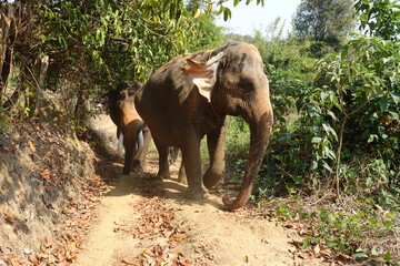 Fototapeta na wymiar Thai elephant in the reserve. An elephant walks among nature