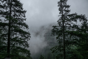 Foggy weather in the mountains. Old pine trees and rocks in the haze