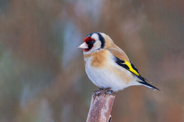 szczygieł (Carduelis carduelis) © R.Jaszczynski