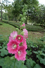 Pink mallow flowers. Garden flowers in bloom. Pink mallow inflorescences blossom