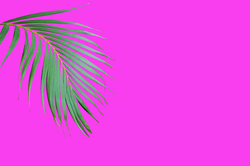 Fototapeta na wymiar tropical frond green palm leaf tree isolated on pink background