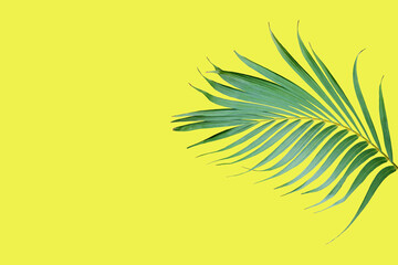 Fototapeta na wymiar tropical frond green palm leaf tree isolated on yellow background