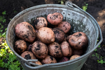 Potatoes in metal faith, harvesting. No one