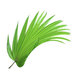 tropical green chinese windmill palm leaf tree isolated on white background