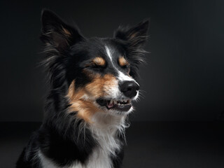 the dog snarls. Funny expression on the muzzle of a border collie. Pet on a black background