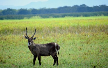 Naklejka na ściany i meble ''Waterbuck'' The waterbuck is a large antepole found widely in Sub-Saharan Africa. Its Family is Bovidae.Scientific name is kobus ellipsiprymnus.And class is Mammalia.Its a Africanwild Animal.