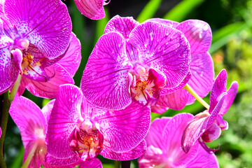 Obraz na płótnie Canvas Orchid flowers garden plant pink 