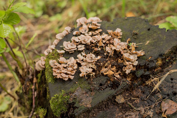 Hairy Stereum (Stereum Hirsutum) fungus on dead tree trunk with lichen (landscape format)