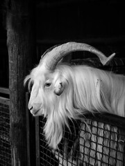 Vertical greyscale shot of a white goat leaning on the lattice door of a bar