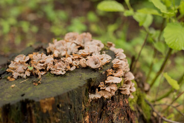 Hairy Stereum (Stereum Hirsutum) fungus on dead tree trunk with lichen (landscape format)