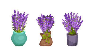 Bunch of Violet Lavender Twigs in Flowerpot and Vase Vector Set