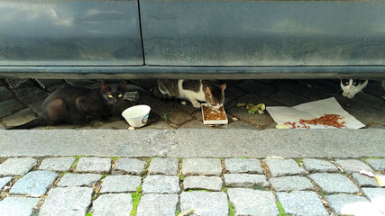 Wild cats from the street eating food hidden under a car
