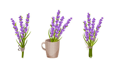 Bunch of Violet Lavender Twigs Tied Together and Rested in Mug Vector Set
