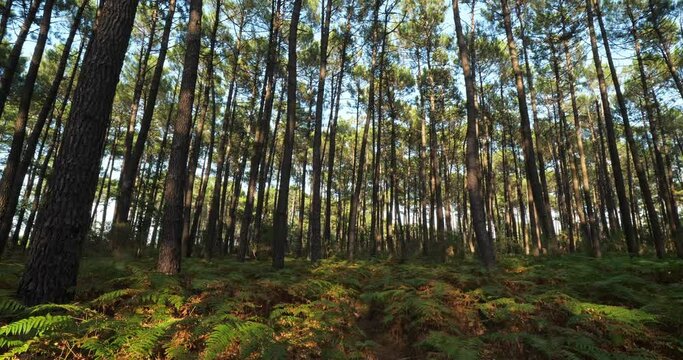 The Landes forest, Nouvelle Aquitaine, France. The Landes forest  is the largest man-made woodland in Western Europe