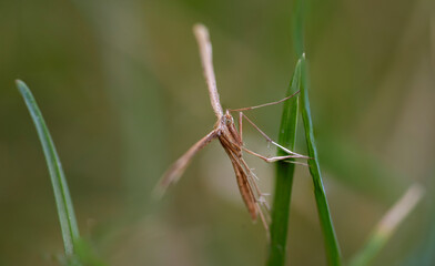 Federgeistchen - Stenoptilia pterodactyla -Motte