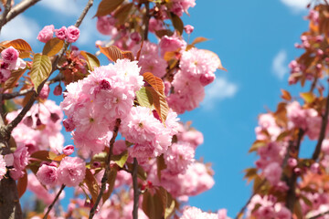 Fototapeta na wymiar Sakura tree with beautiful blossoms on spring day outdoors